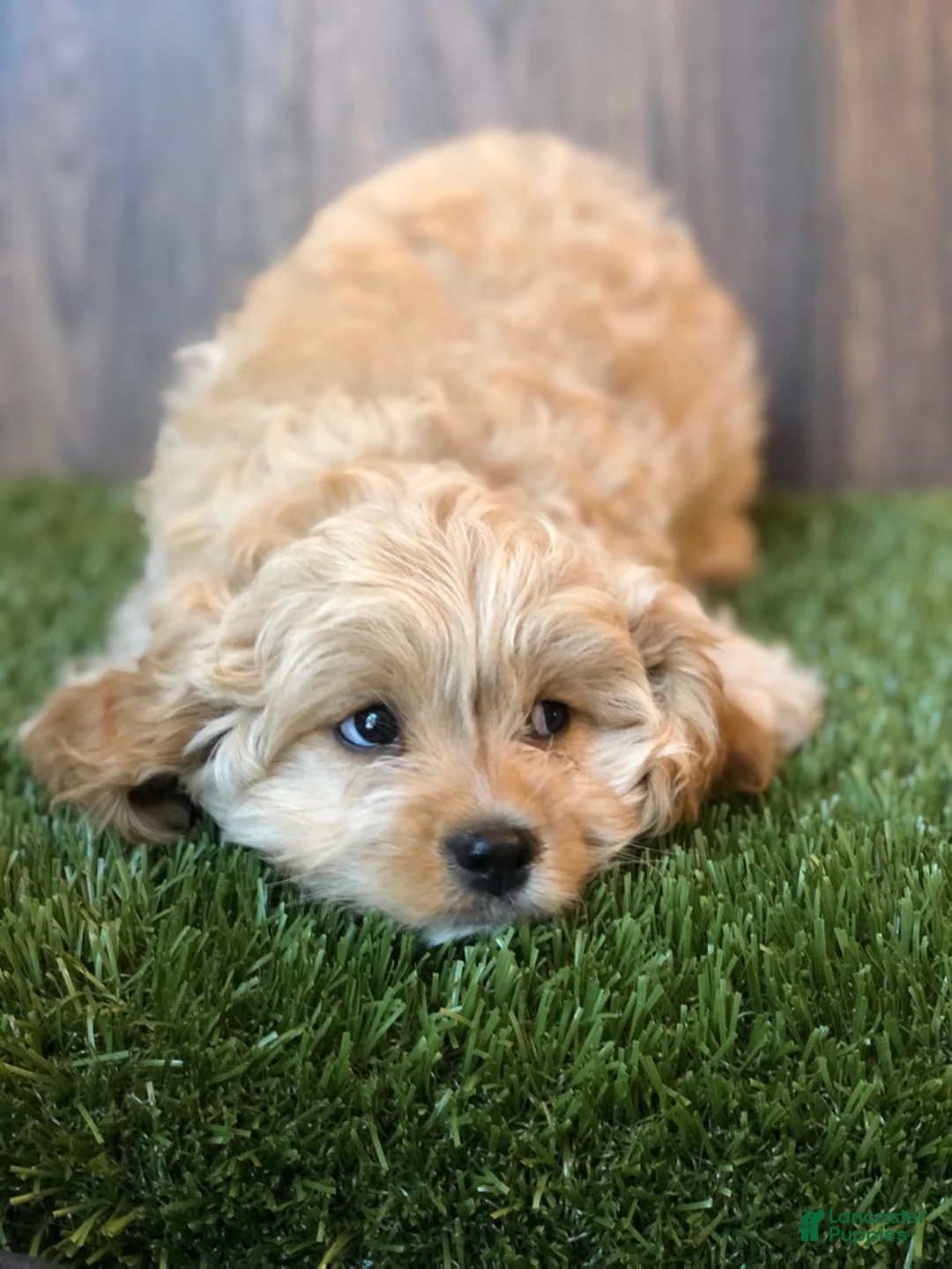 Gallery Image {{count}}