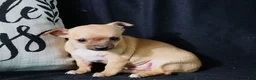 Chihuahua dogs for sale: Eddie - Ad 4