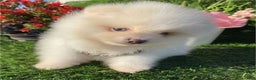 Pomeranian dogs for sale: Teacup Pomeranian Puppy 1 - Ad 2
