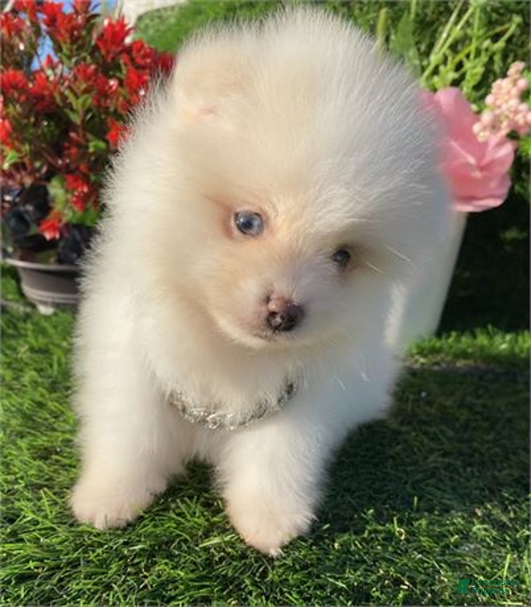 Pomeranian dogs for sale: Teacup Pomeranian Puppy 1 - Ad 2