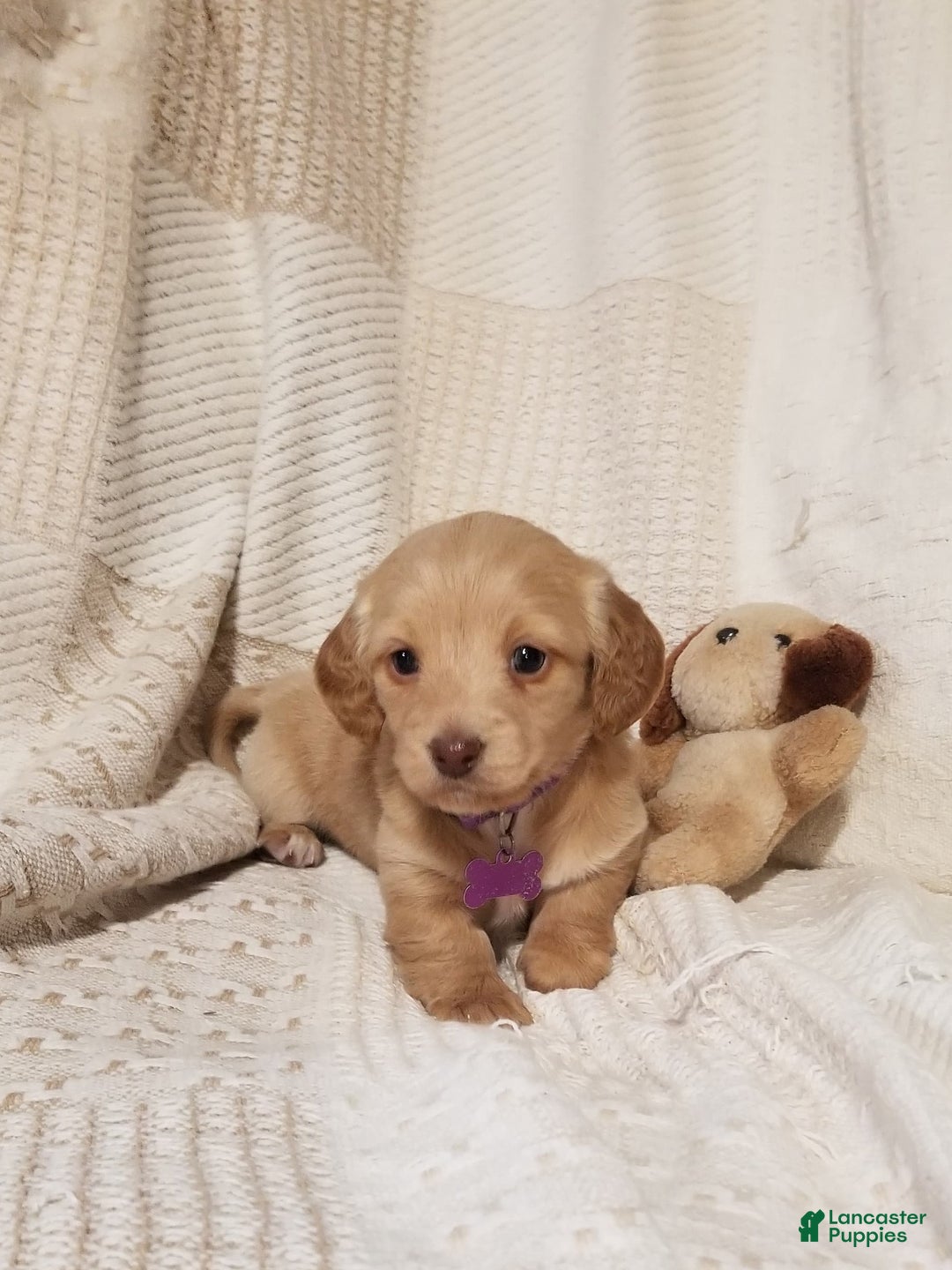 Miniature Dachshund dogs for sale: Penny - Ad 2