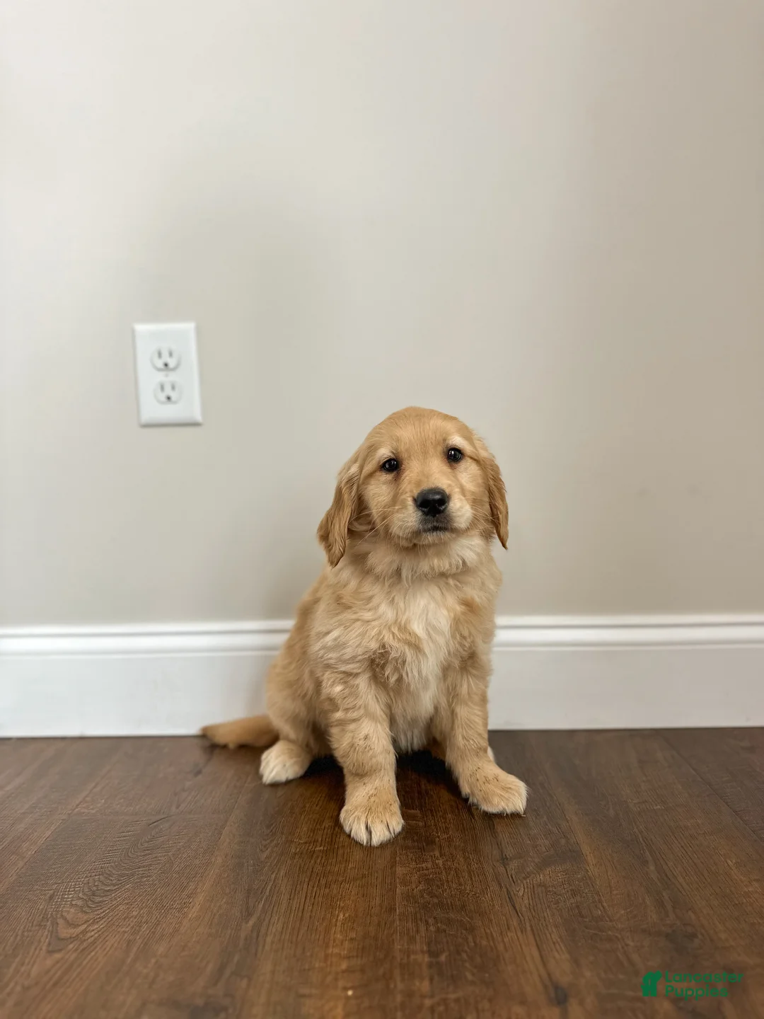 Golden Retriever dogs for sale: Poppy - Ad 5