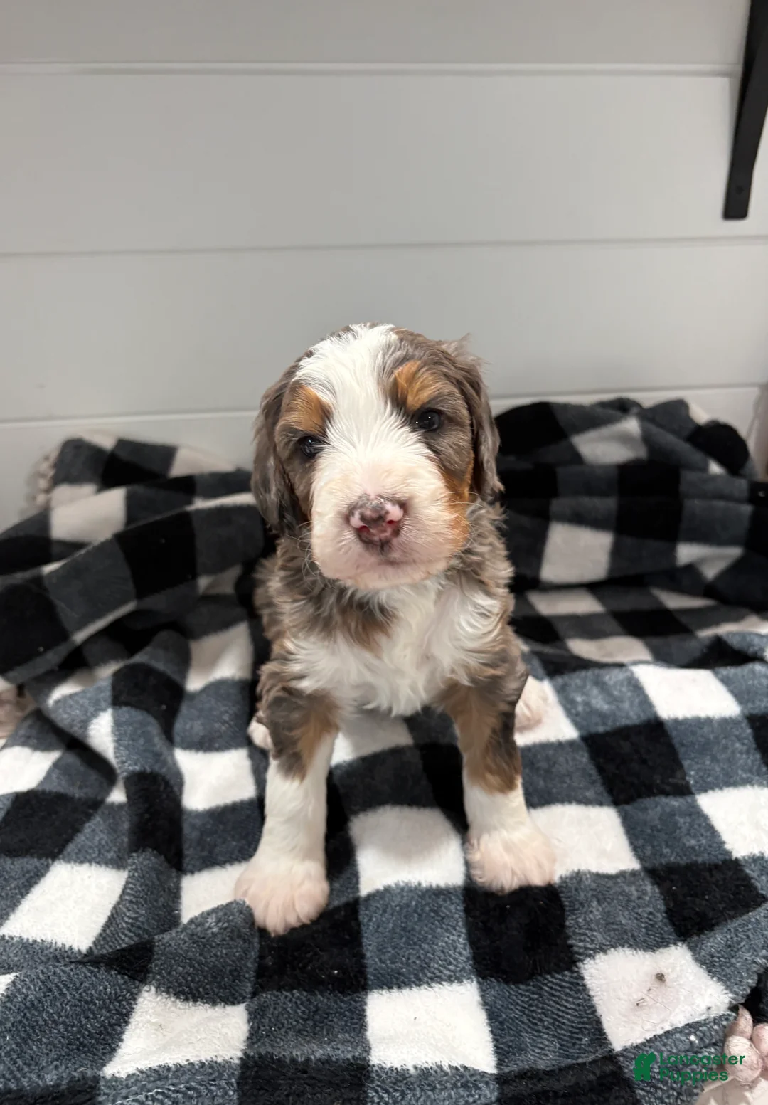 Bernedoodle dogs for sale: Bozey - Ad 2