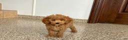 Cockapoo dogs for sale: Sara - Ad 5