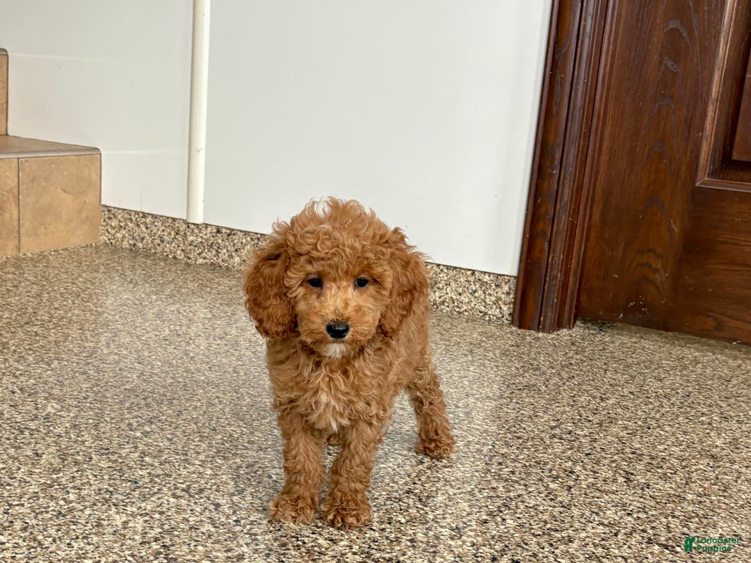 Cockapoo dogs for sale: Sara - Ad 5
