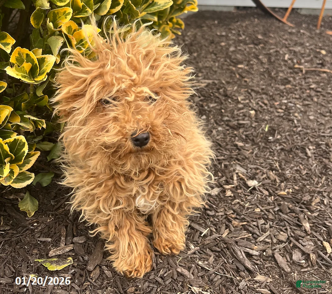 Bichpoo dogs for sale: Milly - Ad 2