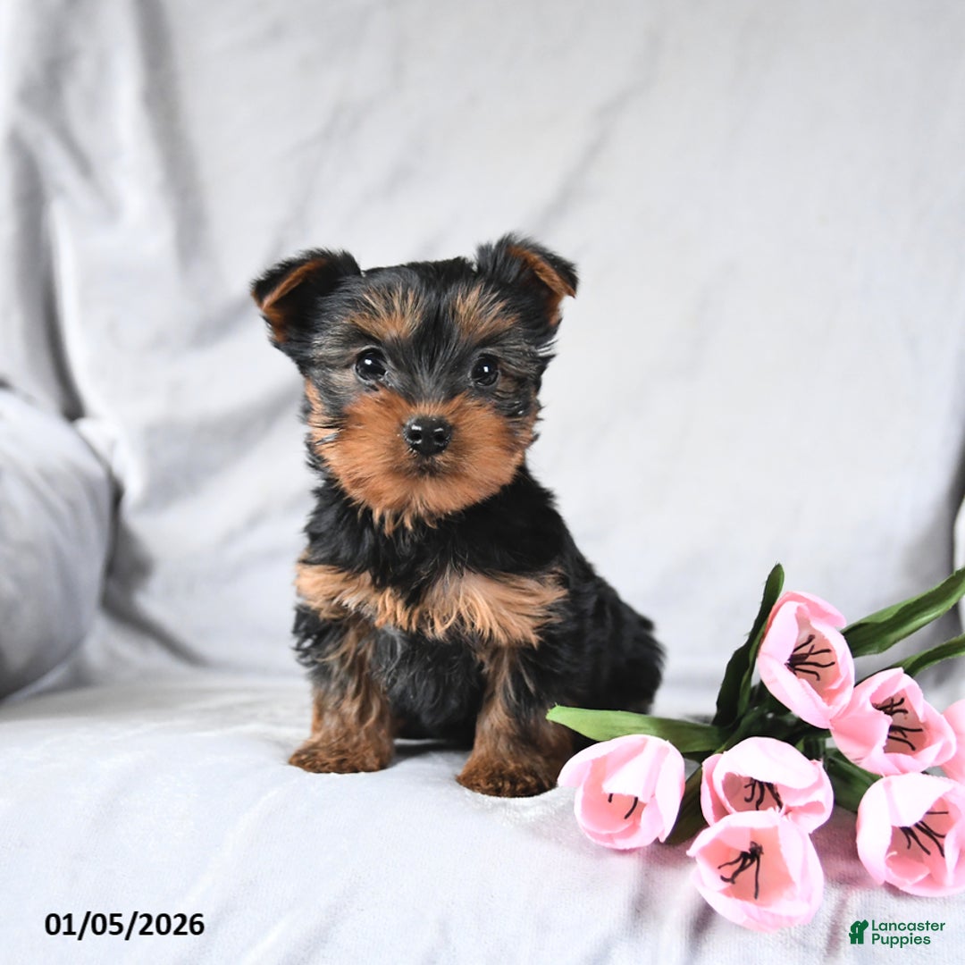 Yorkshire Terrier dogs for sale: Lucky - Ad 4