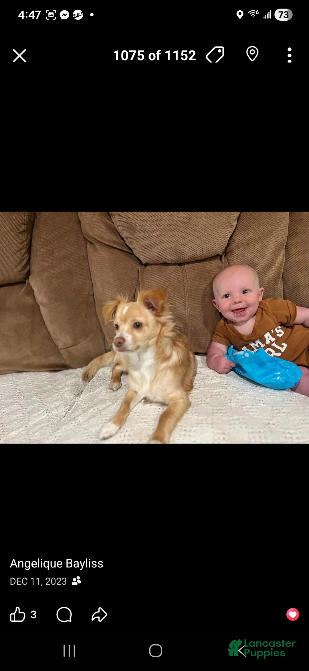 Chihuahua dogs for sale: Chihuahua Puppy 1 - Ad 6