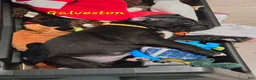 Mixed Breed dogs for sale: Mixed Breed 3 - Ad 1