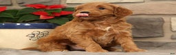 Mini Goldendoodle dogs for sale: Sarge - Ad 9