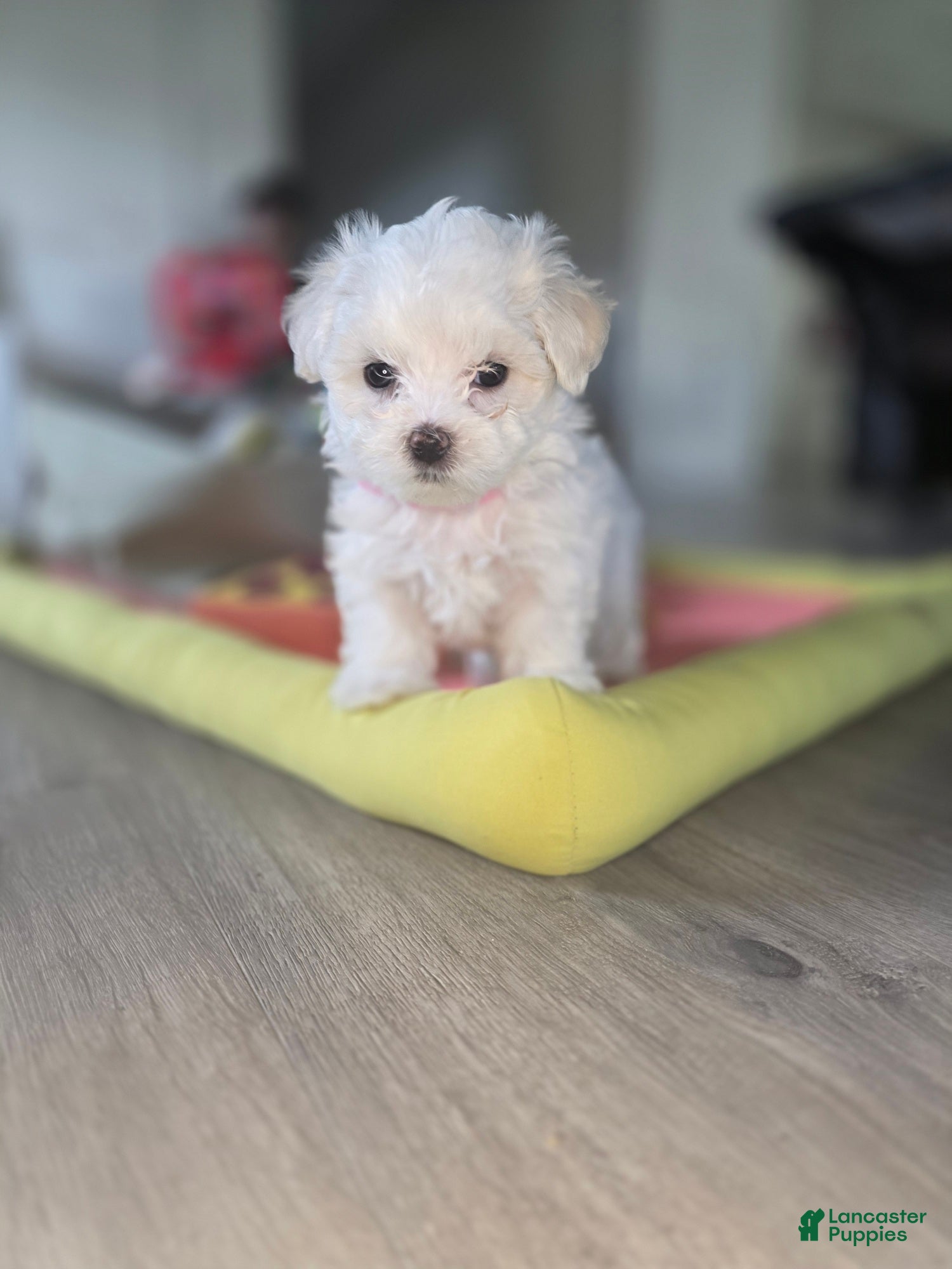 Maltese dogs 🐶 Female Maltese Puppy – Sweet, Playful & Petite - Ad 2