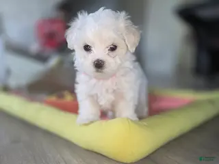 Maltese dogs 🐶 Female Maltese Puppy – Sweet, Playful & Petite - Ad 2