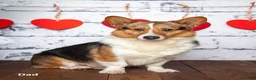 Welsh Corgi Pembroke dogs for sale: Kaden - Ad 5