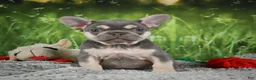 French Bulldog dogs for sale: Charity - Ad 5