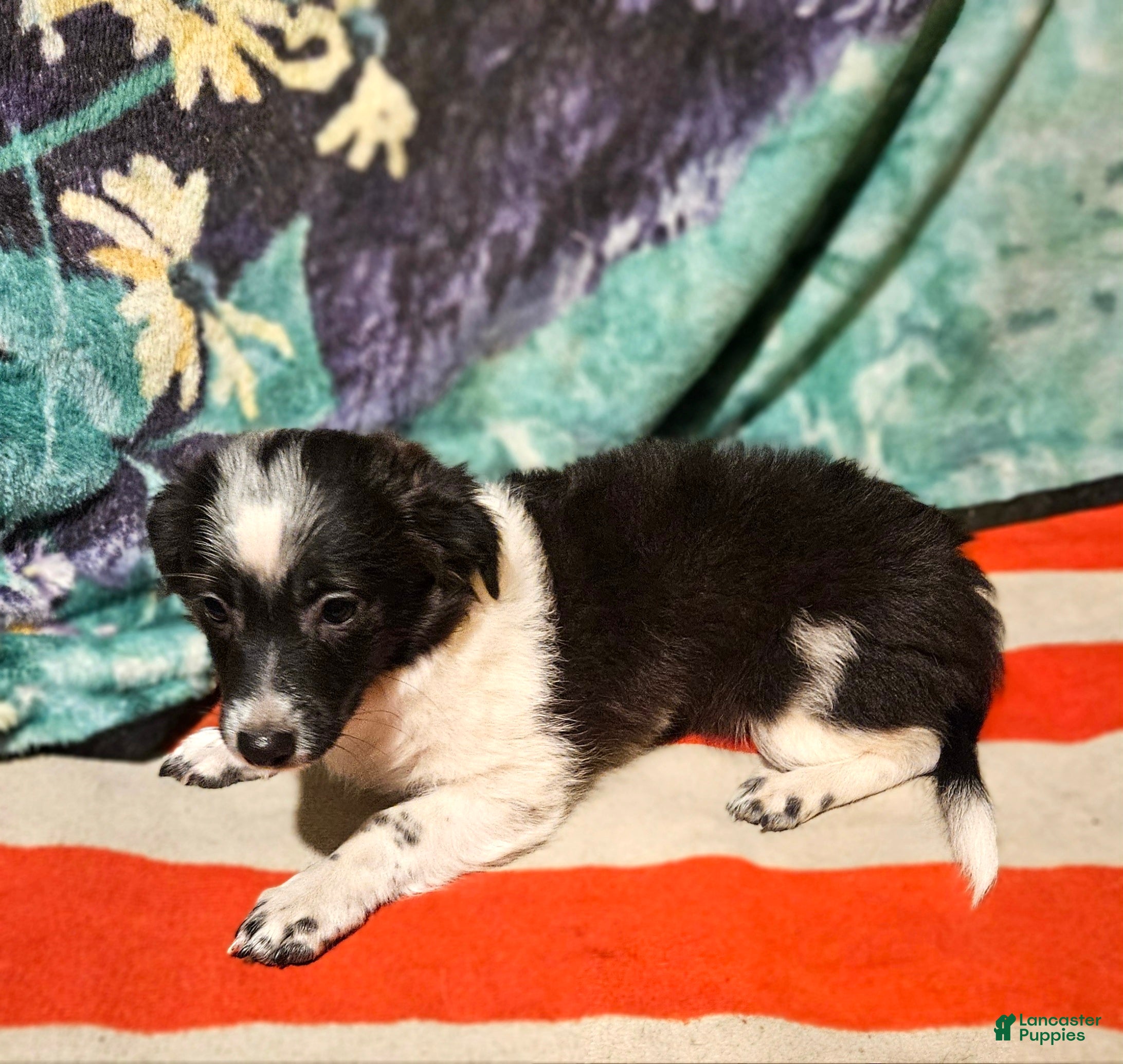 Chihuahua dogs Mani - Ad 16