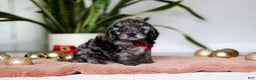 Cockapoo dogs for sale: Frosty - Ad 5