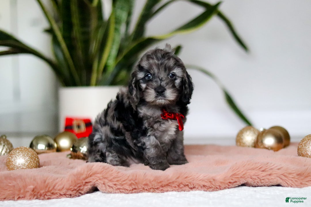 Cockapoo dogs for sale: Frosty - Ad 5