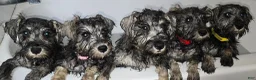 Miniature Schnauzer dogs for sale: Miniature Schnauzer 5 - Ad 4