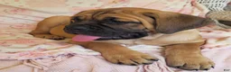 Cane Corso dogs for sale: Abby - Ad 17