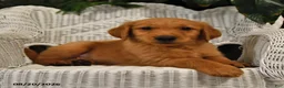 Golden Retriever dogs for sale: Bradley - Ad 3