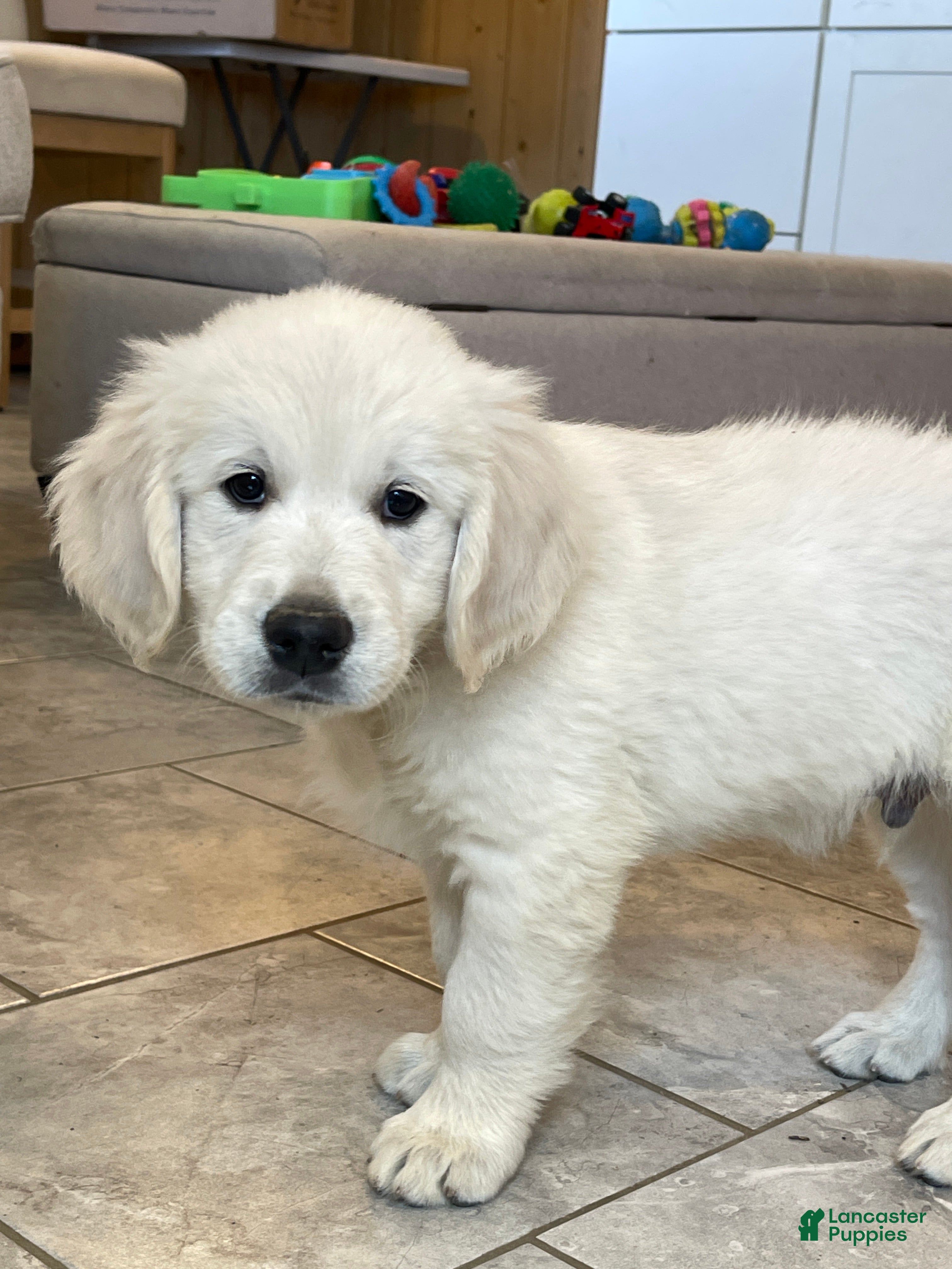 Golden Retriever (Golden Retriever, Male) in Sugarcreek, OH
