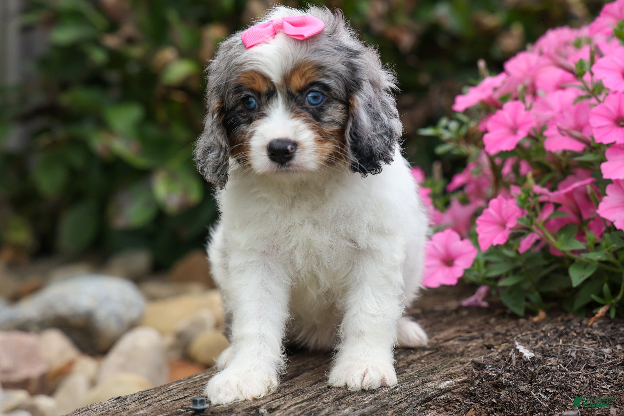 Cavapoo dogs  Paisley🎀 - Ad 1