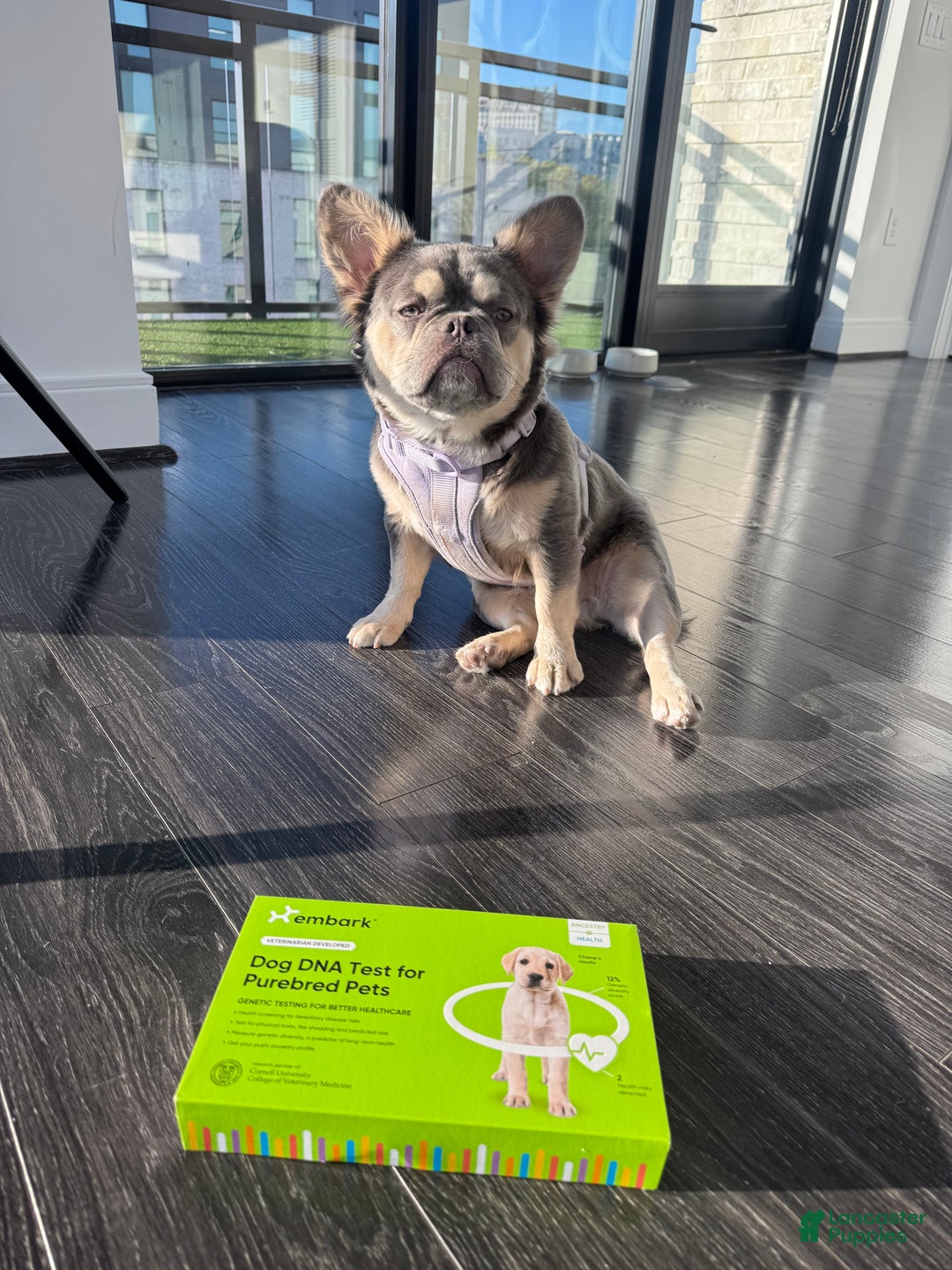 French Bulldog dogs for sale: Cleo - Ad 2