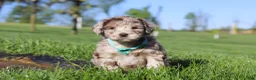 Newfypoo dogs for sale: Cliff - Ad 3