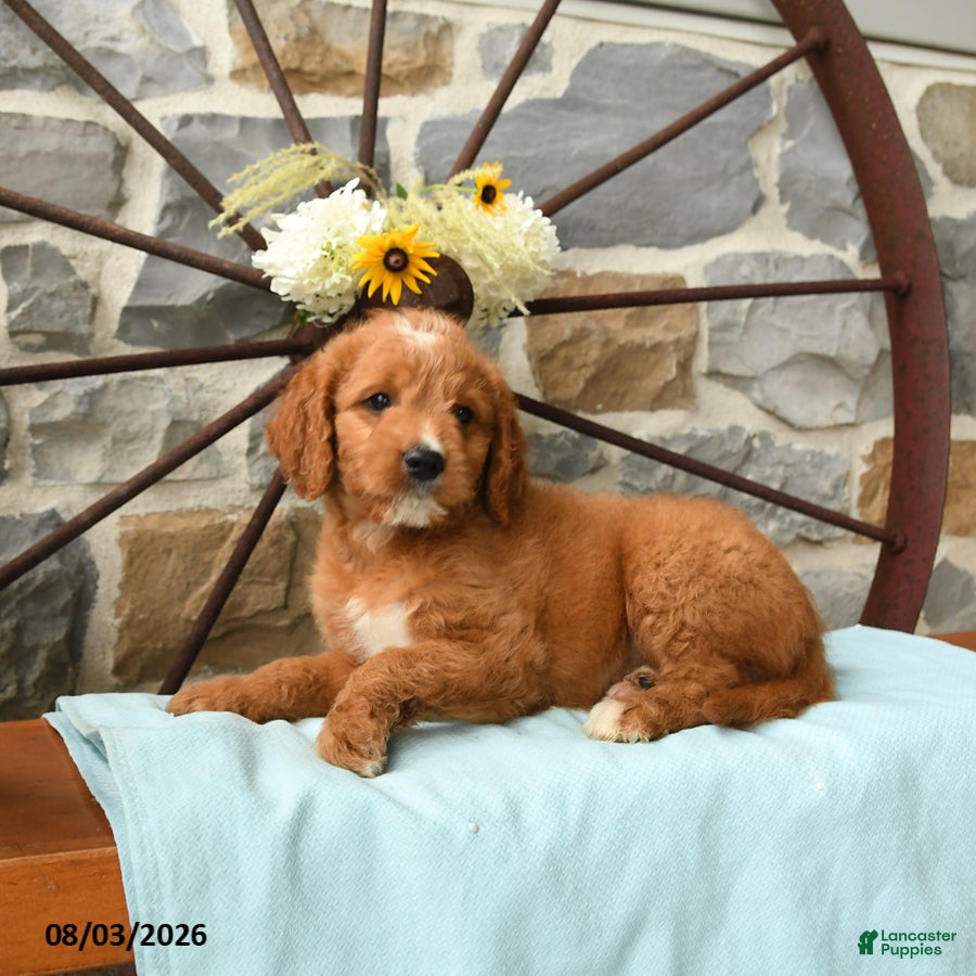Mixed Breed dogs Leo - Ad 2