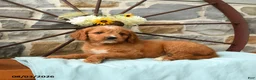 Mixed Breed dogs for sale: Leo - Ad 2