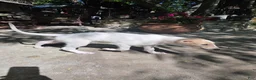 Borzoi dogs for sale: Arthur - Ad 6