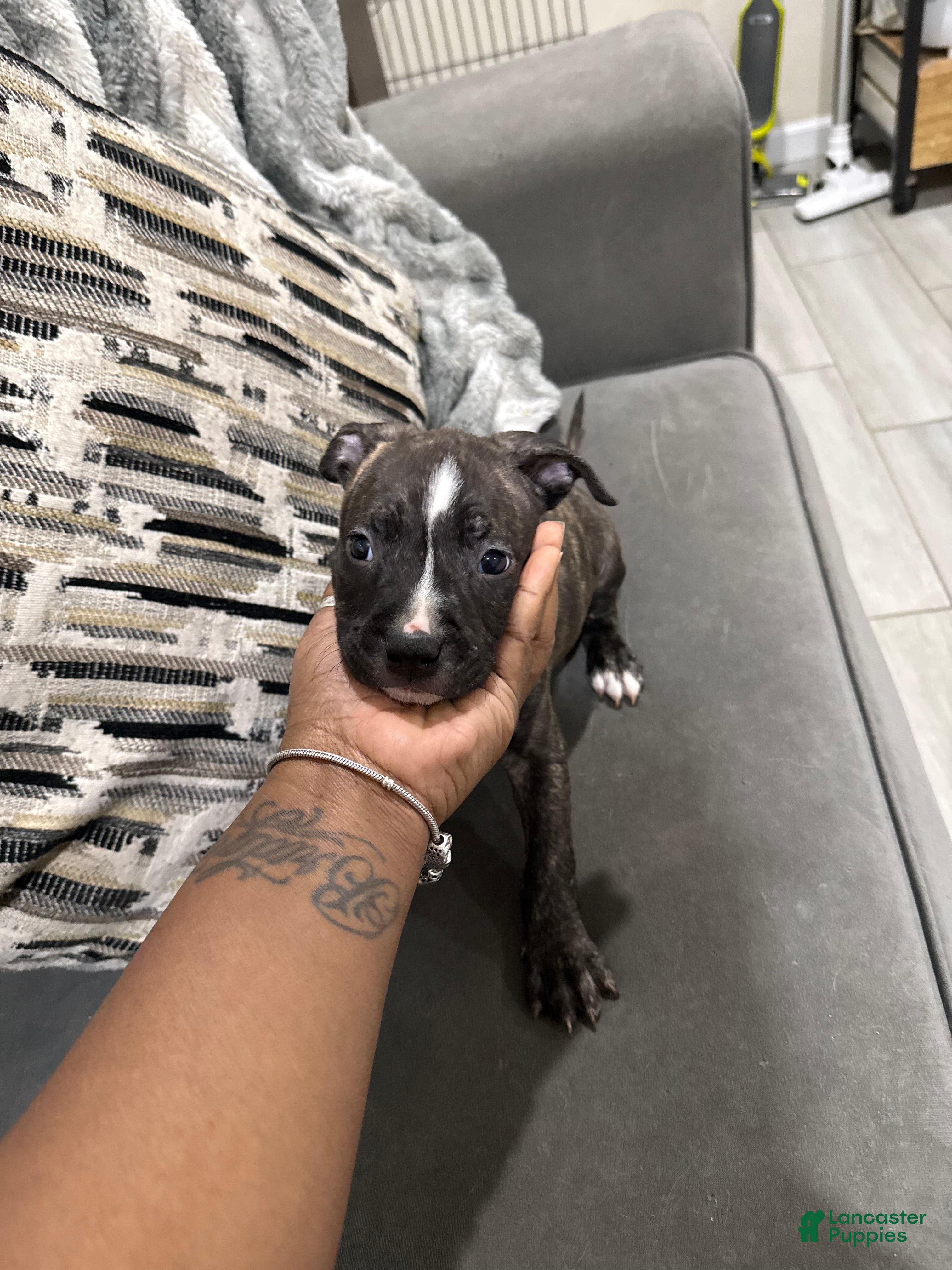 American Bully dogs American Bully Puppy 3 - Ad 36