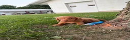 Miniature Dachshund dogs for sale: Toby - Ad 12