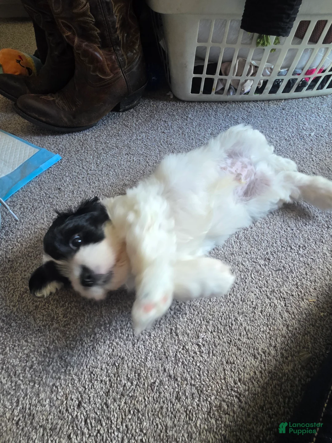 Teddy Bear dogs for sale: Teddy Bear Puppy 3 (Tank) - Ad 2