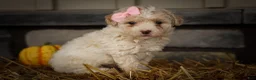 Miniature Poodle dogs for sale: Jett 🐾  - Ad 5