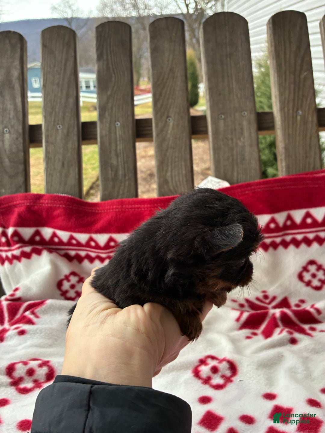 Yorkshire Terrier dogs for sale: Sky - Ad 6