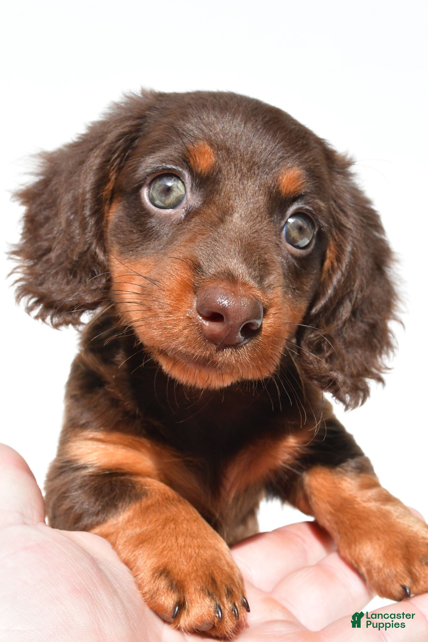 Dachshund dogs Gracie - Ad 1