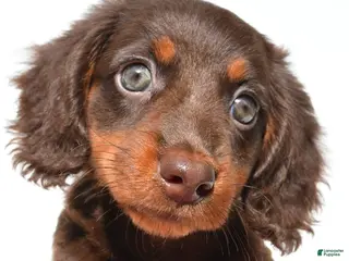 Dachshund dogs for sale: Gracie - Ad 1