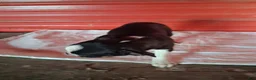 Boston Terrier dogs for sale: Jay - Ad 9
