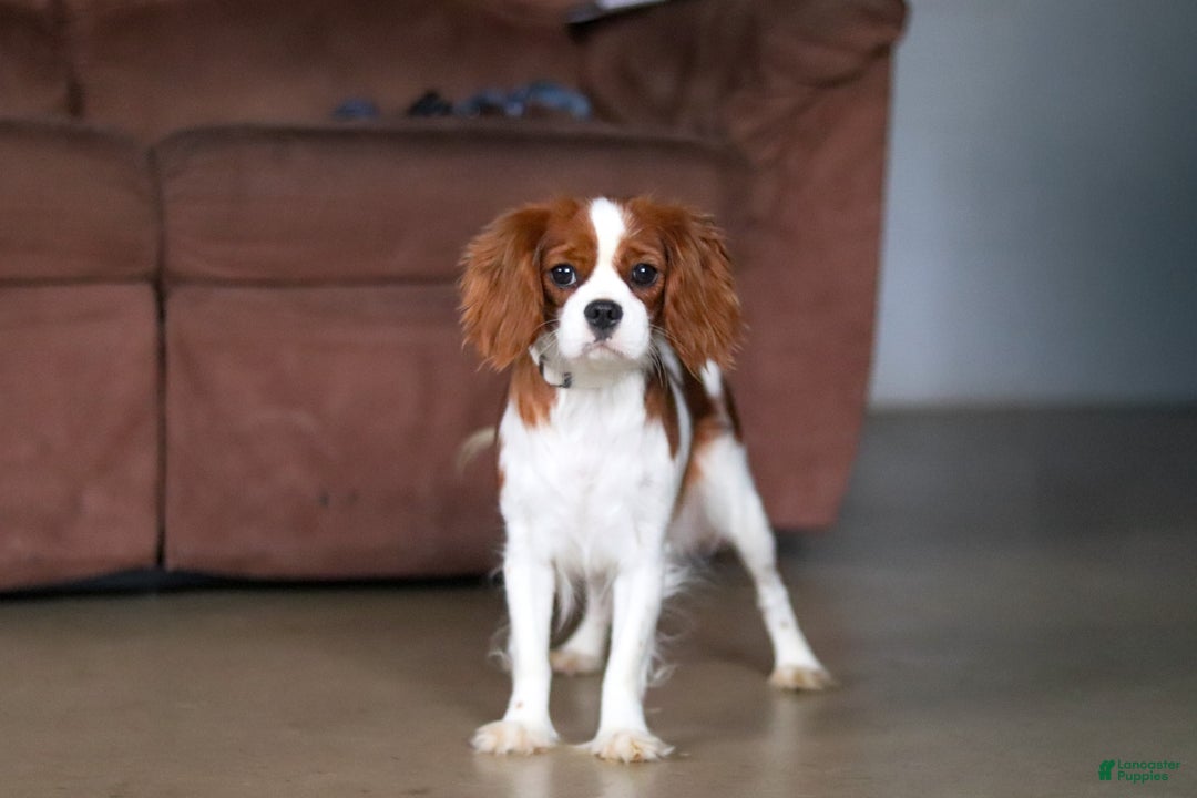 Cavalier King Charles Spaniel dogs for sale: Asher - Ad 12