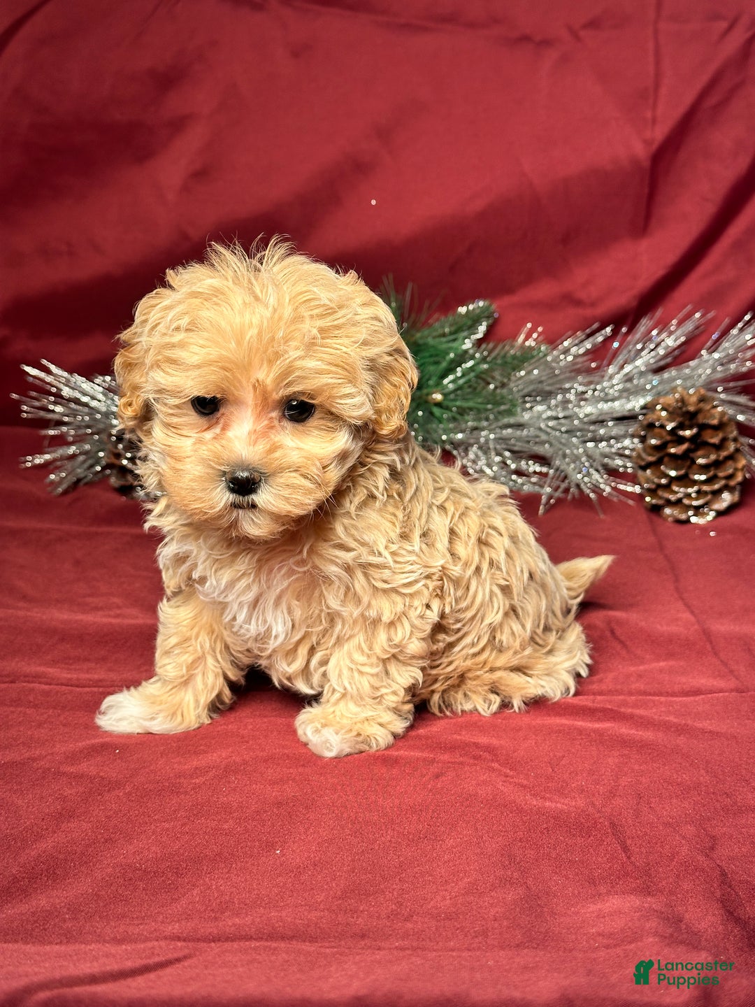 Maltipoo dogs for sale: Joy - Ad 2