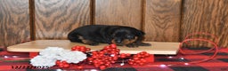 Miniature Pinscher dogs for sale: Annie - Ad 1