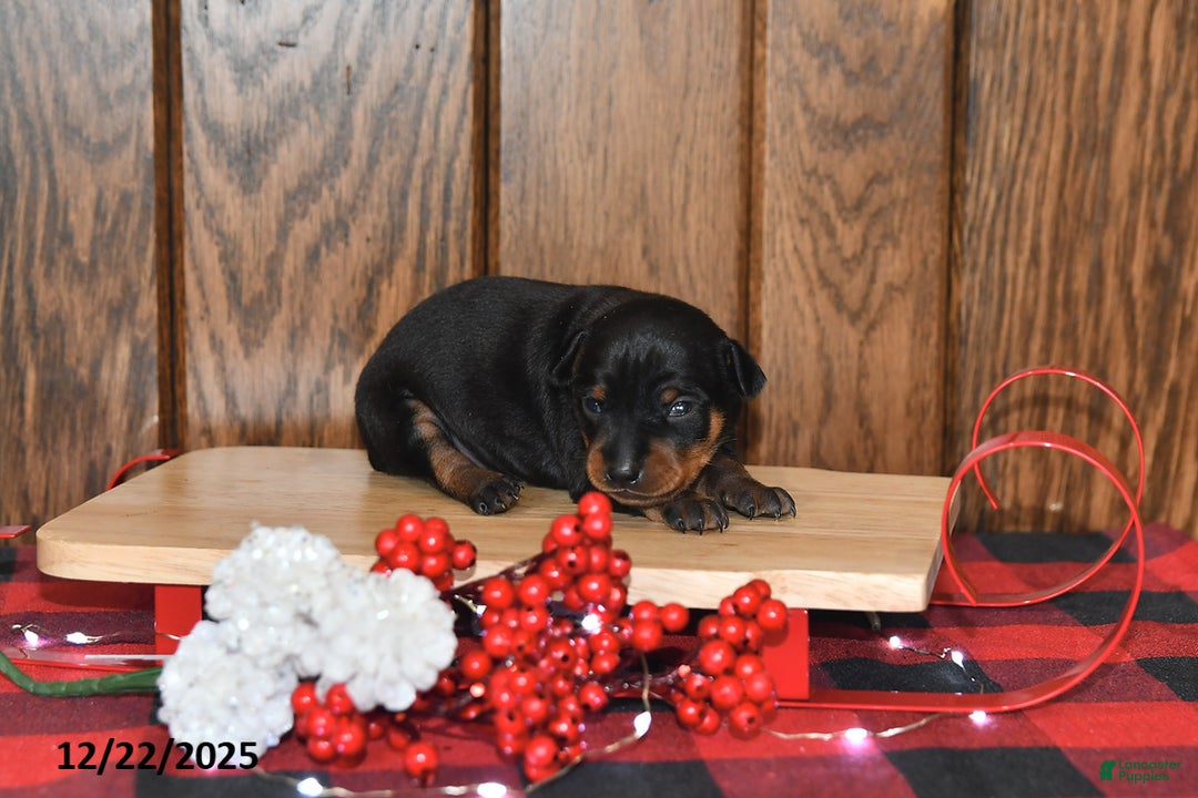Miniature Pinscher dogs for sale: Annie - Ad 1
