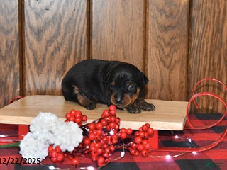 Miniature Pinscher dogs Annie - Ad 2