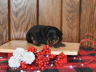 Miniature Pinscher dogs Annie - Ad 7