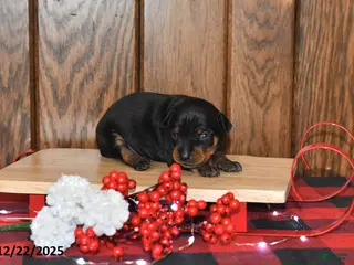 Miniature Pinscher dogs Annie - Ad 3