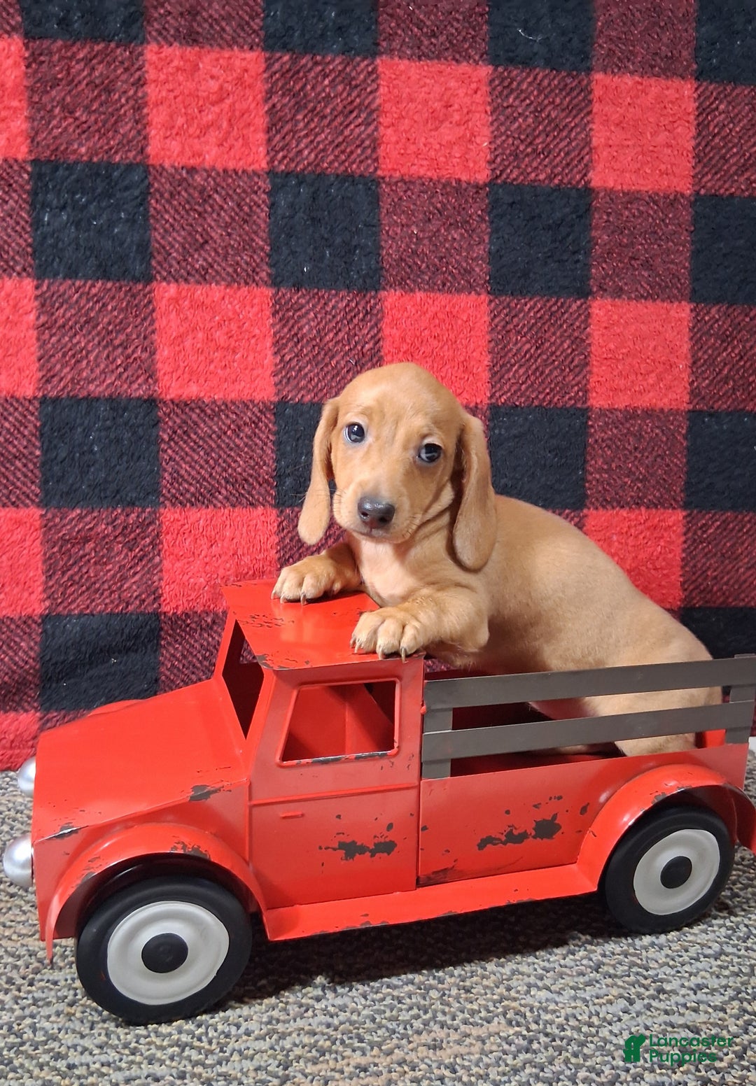 Miniature Dachshund dogs for sale: Nevaeh - Ad 3