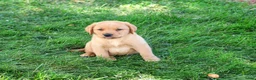 Labrador Retriever dogs for sale: Cooper - Ad 3