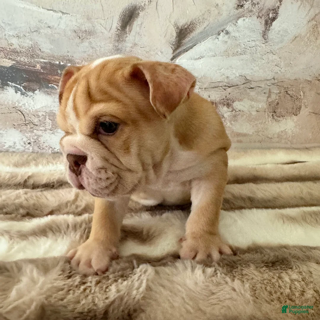 English Bulldog dogs for sale: Rudy - Ad 7
