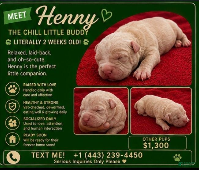 American Bully dogs American Bully 4 - Ad 29